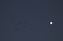 Pink-footed geese at dawn - M